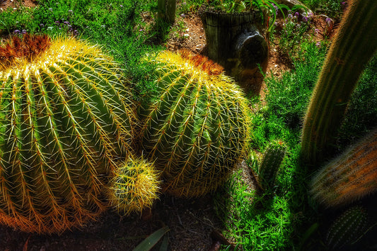 Cactus Cornucopia