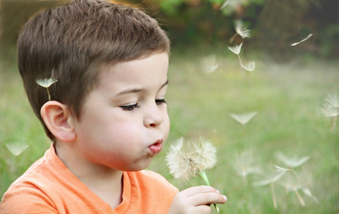 Dandelion Therapy